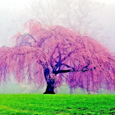 Japanese Weeping Sakura Cherry Blossom Flower Tree