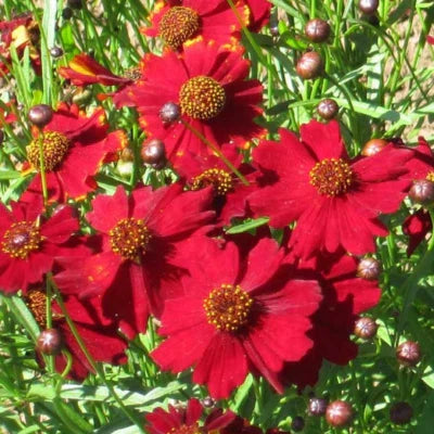 Red Tall Plains Coreopsis