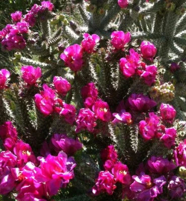 Purple Opuntia Winter Hardy Shrub Cactus Beautiful Dark Blossoms