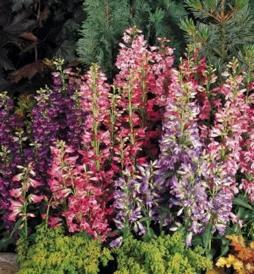 Rondo Penstemon Perennial Bright Mix Of Colors Spikes Of Tubular Flowers