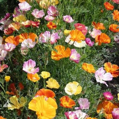 Ballerina Mix Calinia Poppy