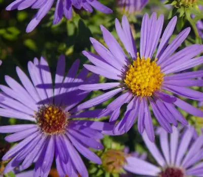 Blue Purple Aster Aromatic Perennial