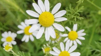 Roman Chamomile