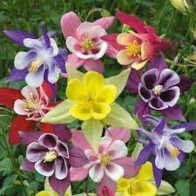 Mckana Giant Mix Columbine