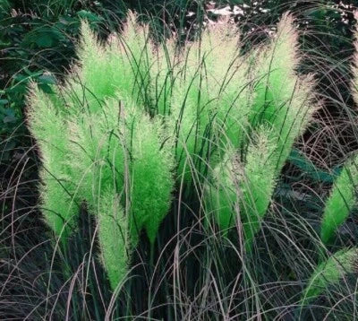 Green Pampas Grass