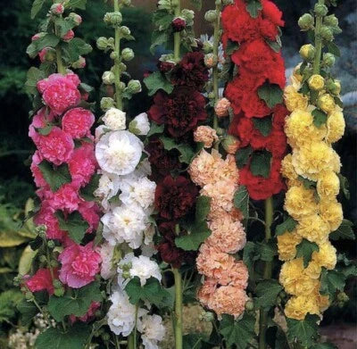 Summer Carnival Mix Hollyhock