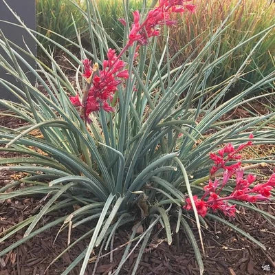 Red Red Yucca