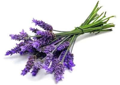 Lavender Blue Purple Flower Ellagance Lavandula Fragrants Herbs Family