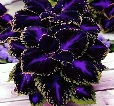 Black Purple Coleus