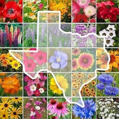 Texas Wildflower Mix Perennials Annuals Non Gmo Usa Fast Free Ship