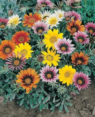 White Gazanias Treasures Brights Blooms Talants Flowers Silvery Foliage