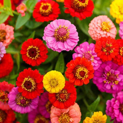 Zinnia Lilliput Mix Elegans Mixed Colors