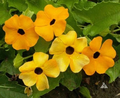 Black Eyed Susan Vine Mixed Colors Tender Perennial Pollinators Non Gmo