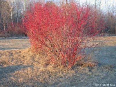Red Twig Dogwood Cuttings Cornus Amomum Cut To Order Organic