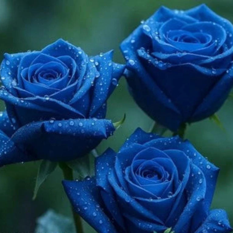 Blue Rose
