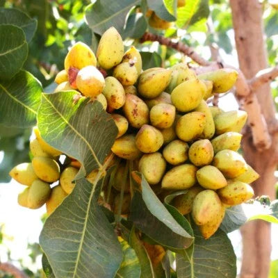 Green Pistachio Tree
