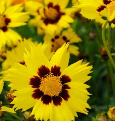 Yellow Coreopsis Sunkiss Color Breakthrough Brightest With Large Blotch