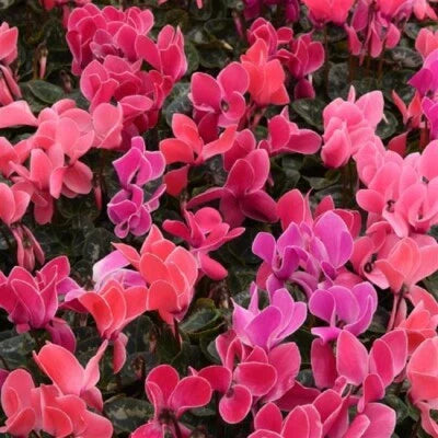 Cyclamen