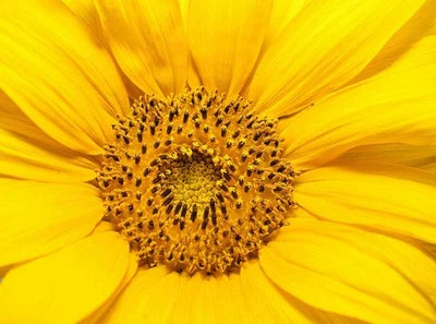 Dwarf Teddy Bear Sunflower Spring Mix