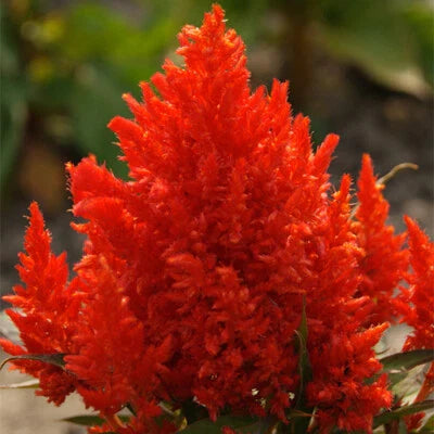 Scarlet Plume Celosia
