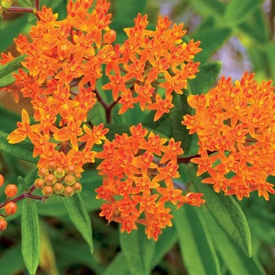 Orange Butterfly Weed