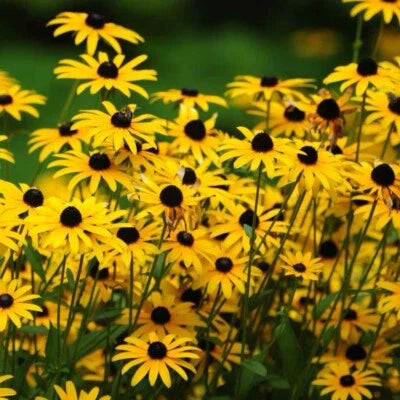 Black Eyed Susan