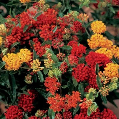Asclepias Perennial Butterfly Tuberosas Flowers In Shades Of Multicolor