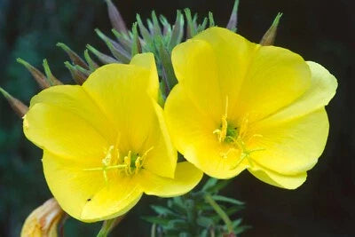 Yellow Common Evening Primrose