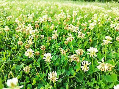 White Dutch Clover Cover Crop