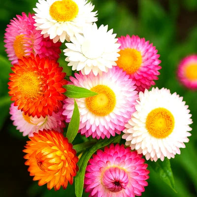 Strawflower