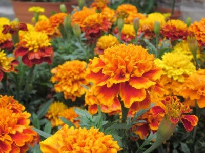 French Marigold