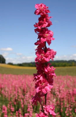 Rocket Larkspur Delphinium Deep Carmine Flowers Pollinators Non Gmo
