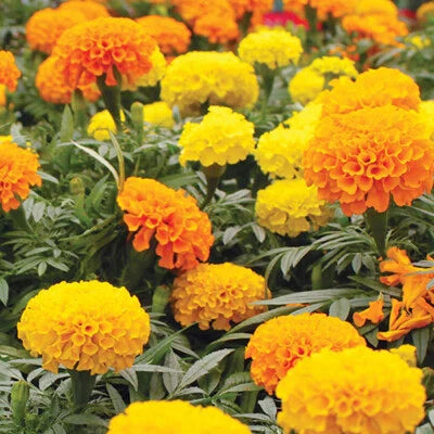 Crackerjack Mix Marigold
