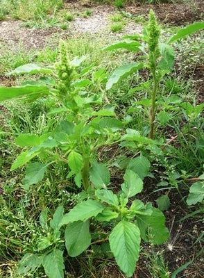 Red Root Pigweed Amaranthus Retroflexus Organic Free Sh
