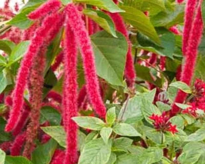 Red Love Lies Bleeding