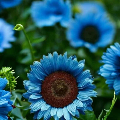 Blue Black Midnight Oil Sunflower