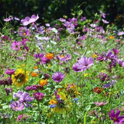 Wildflower Mix Butterfly Hummingbird