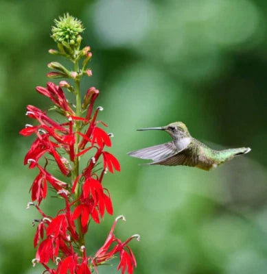 Red Cardinal Flower Hummingbird Plant Perennial Wet Areas Non Gmo