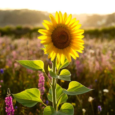Rare Taiyo Sunflower Tall Flowers