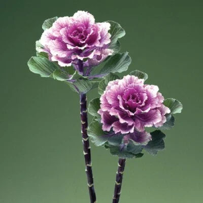 Flowering Kale