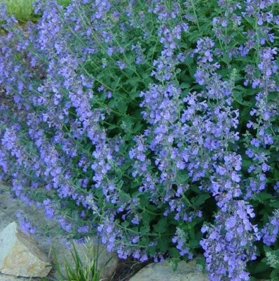 Lavender Blue Catmint
