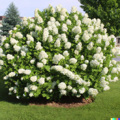 White Hydrangea