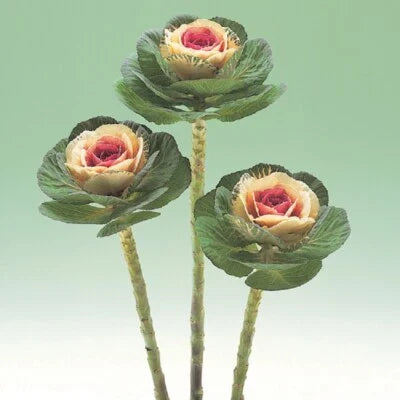 Flowering Kale