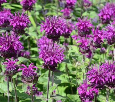 Purple Bee Balm Bergamot Monarda Media Perennial Attracts Bees Non Gmo