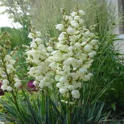 Adams Needle Yucca