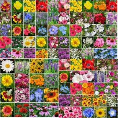 Wildflower Mix Landscapers Bulk Top Sellers Non Gmo Pure