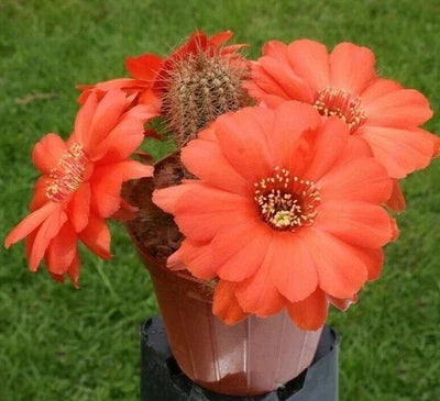 Chamaelobivia Peanut Cactus Wotan Cactus