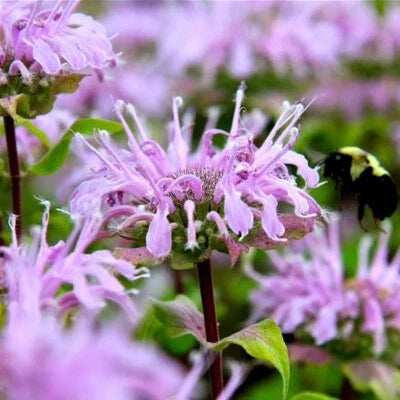 Bee Balm Wild Bergamot Perennial Beneficial Bees Hummingbirds Non Gmo