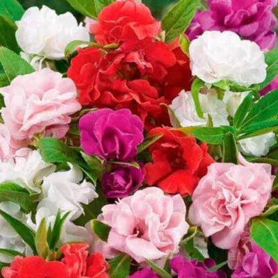 Camelia Flowered Mix Impatiens