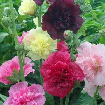 Hollyhock Majorette Double Mix Dwarf Biennial Pollinators Usa Non Gmo